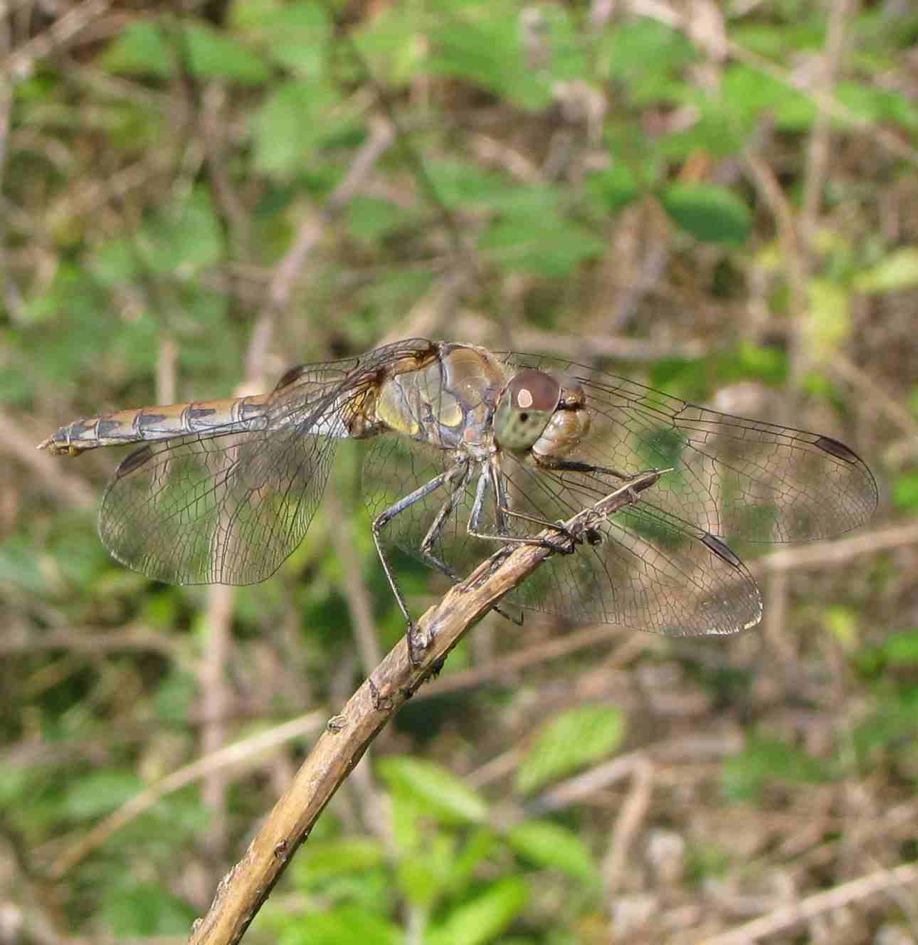 altra libellula da determinare - Sympetrum striolatum (f)